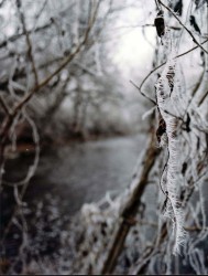 Tiks atklāta Daigas Kalniņas fotogrāfiju izstāde "Ziemeļu dārzs"