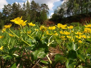 Aprīļa beigās gaisa temperatūra paaugstināsies līdz plus 19 grādiem, gaidāms pērkona negaiss