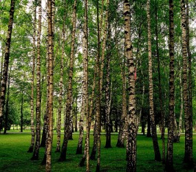 Šopavasar Tele2 iestādīs vairāk kā 8 tūkstošus jaunu koku