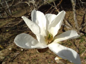 Lēdurgas dendroparkā zied magnolijas