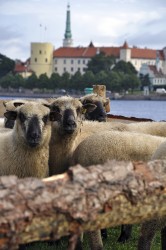 Aitas izlaužas, bet „15 jukušas avis" aicina sekot