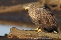 Liepājā atklāj fotoizstādi „Ērgļi pāri robežām"