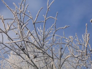 Rīgas Ziemassvētku koncertu rotās apsnigušas ābeles un plūmju koki